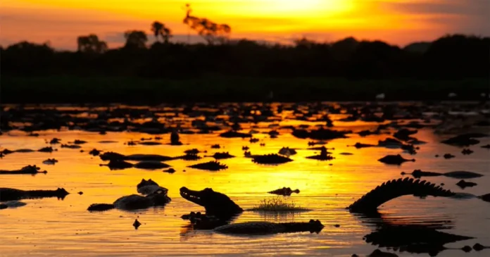 Pantanal ao entardecer – Eixo Pantanal Bioma Pantaneiro